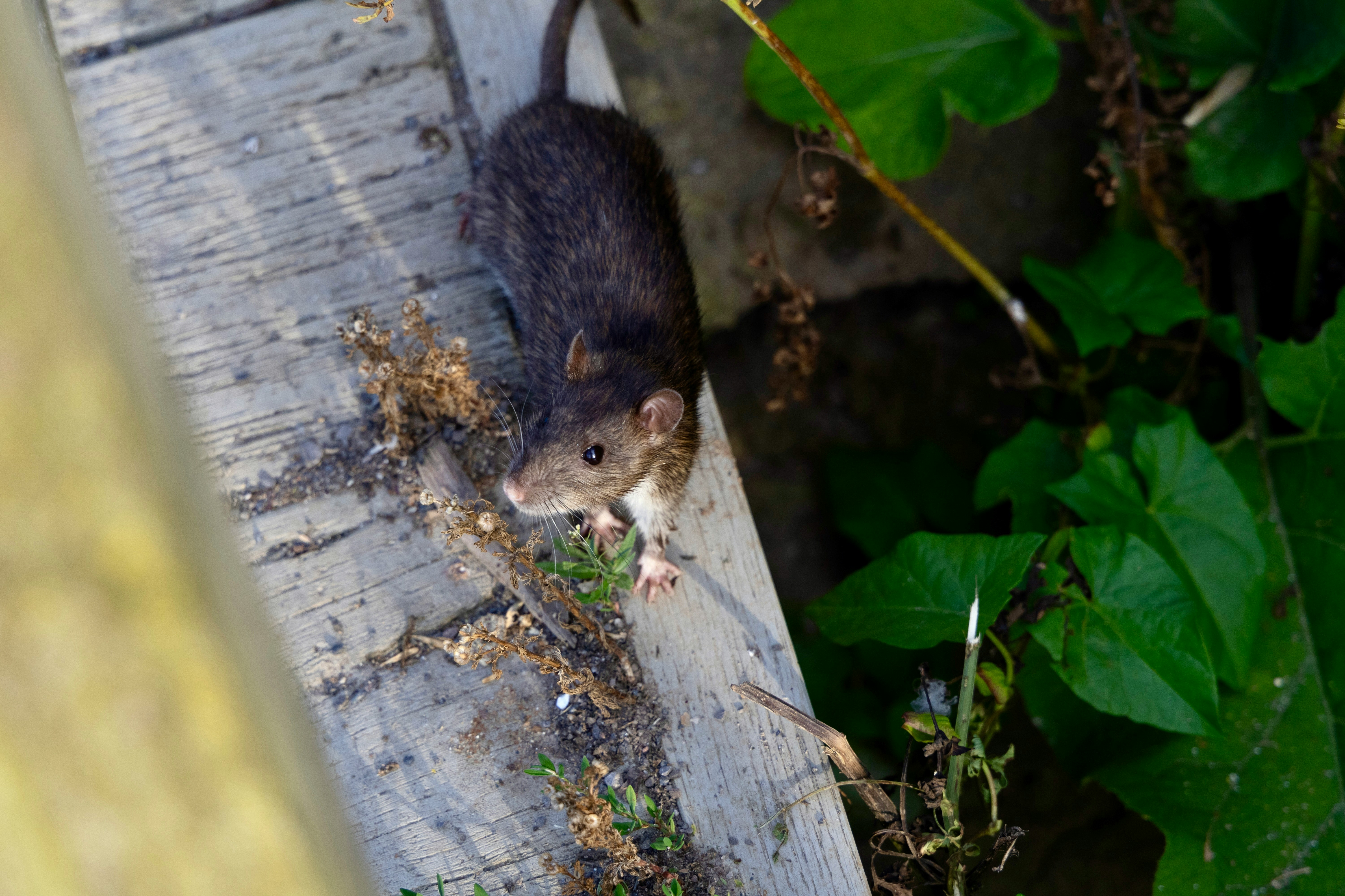 Ratte draußen auf Holzbrett mit grünen Blättern im Hintergrund.