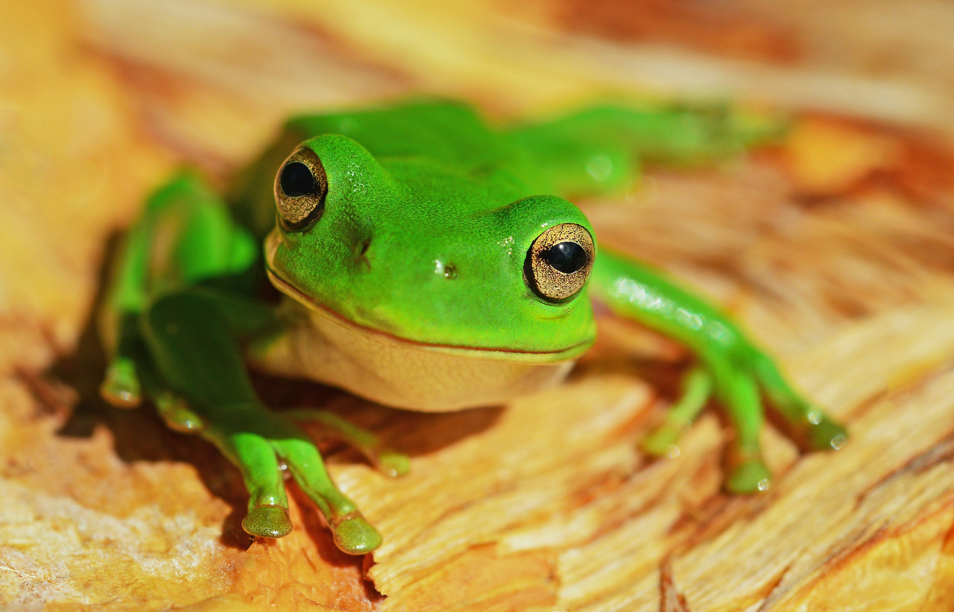Ein grüner Frosch