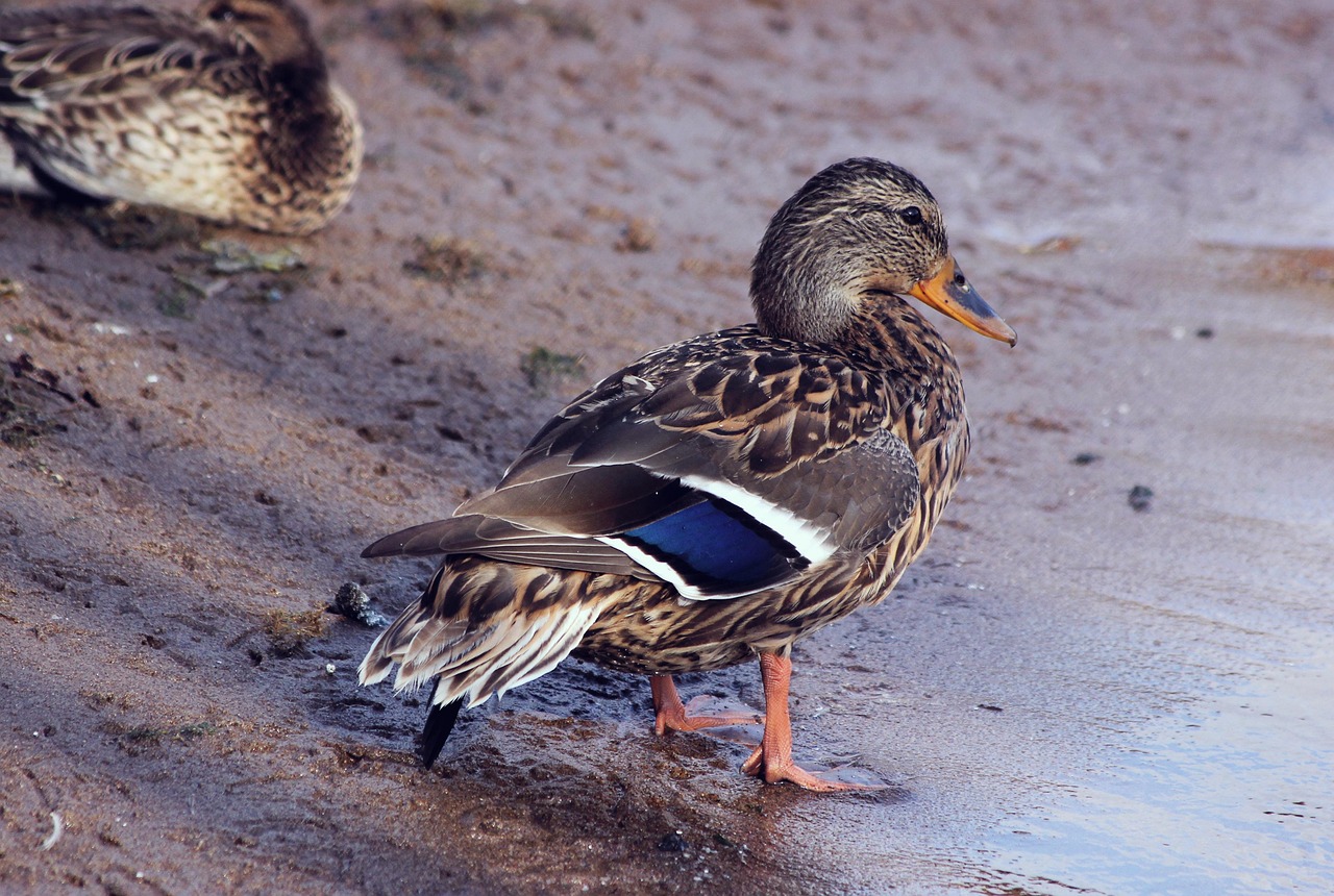 Enten im Überblick: Grundwissen